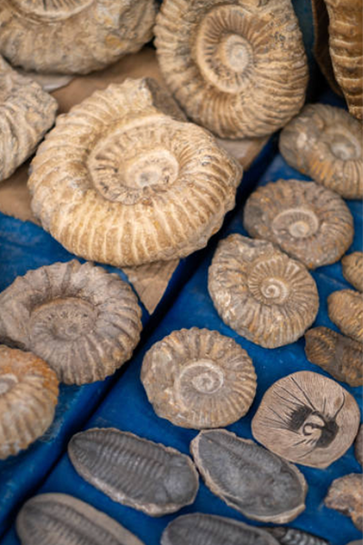 ammonites-morocco