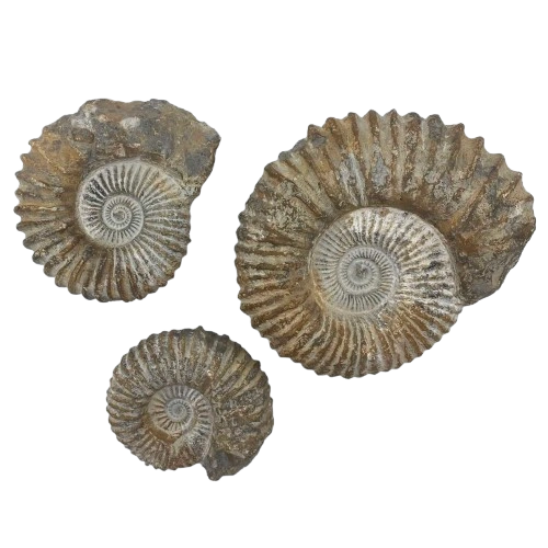 buy moroccan ammonites wholesale