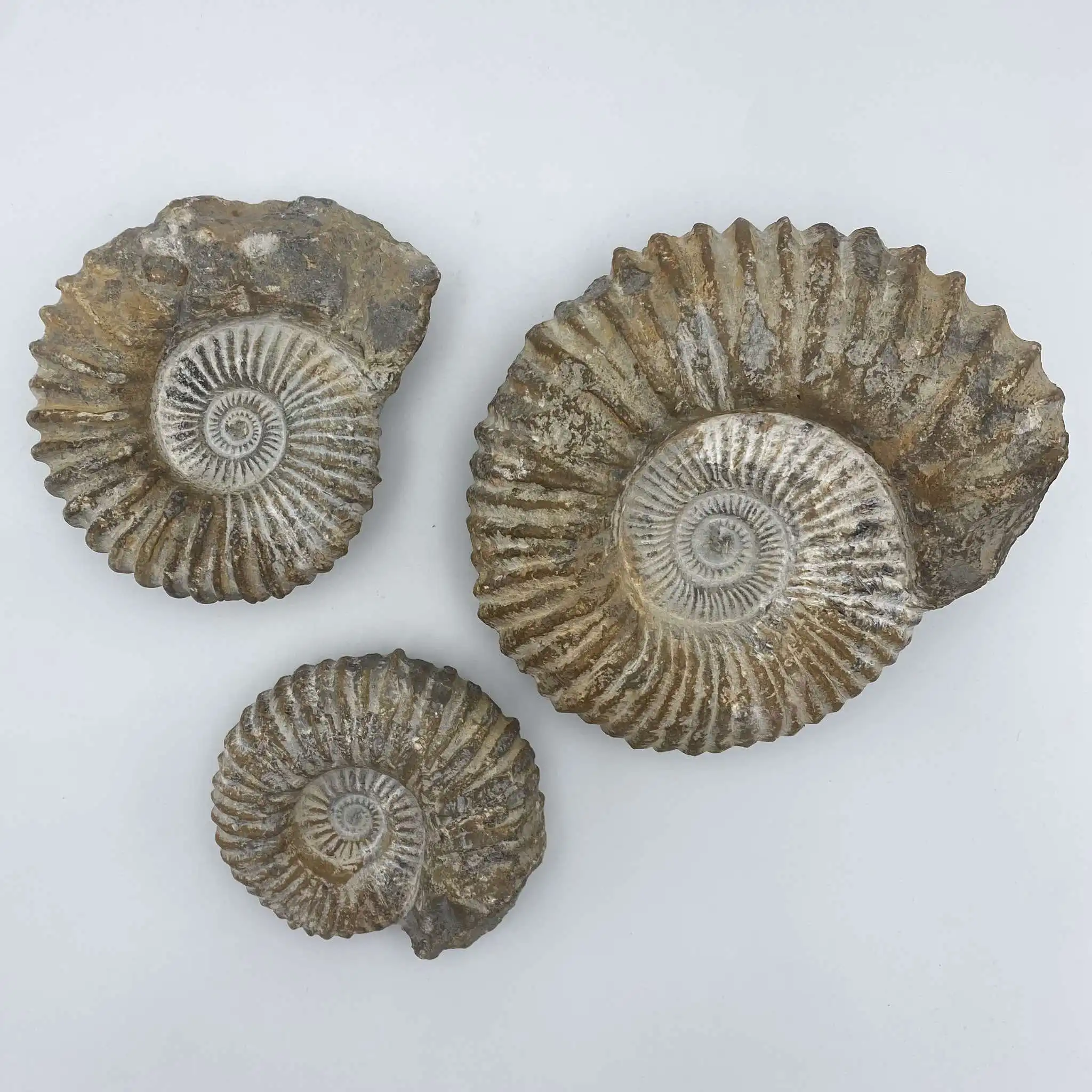 Ammmonites & trilobites