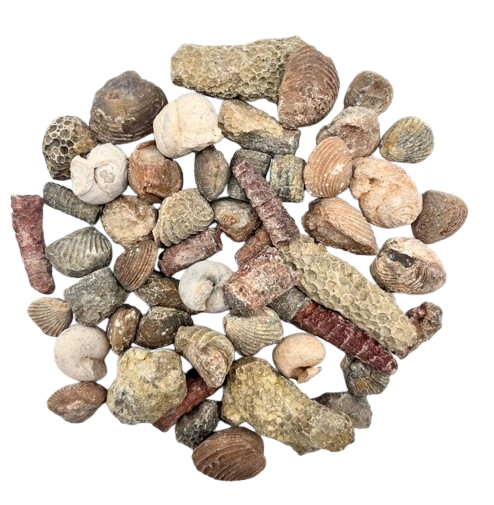 fossil bulk wholesale morocco