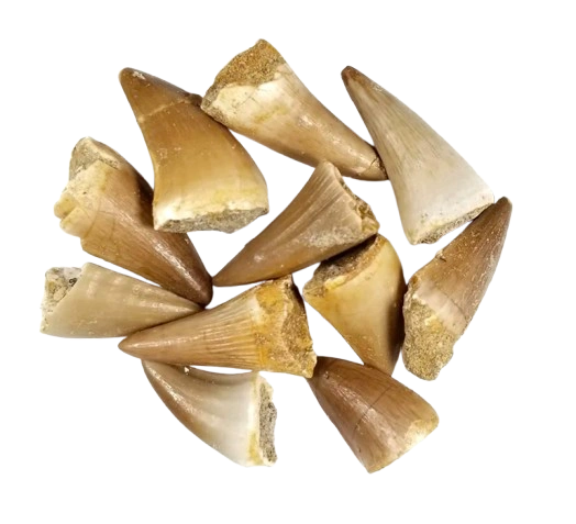 buy Marine Reptiles wholesale fossils morocco