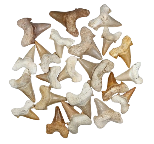 buy shark teeth fossils morocco