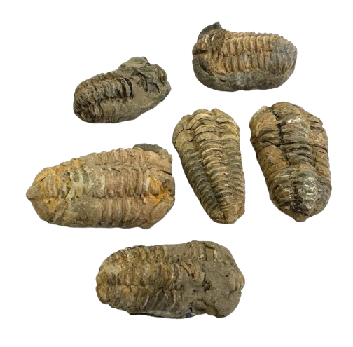buy trilobites morocco wholesale