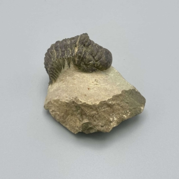 1PC – NATURAL TRILOBITE PARALEJURUS