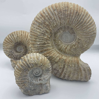 1PC – AMMONITE AGADIR WITH CUT BASE