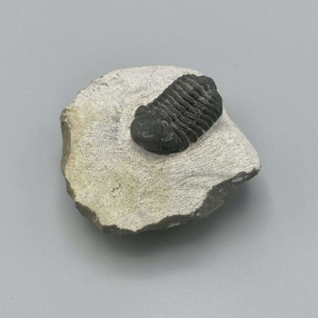 1PC – NATURAL TRILOBITE FACOPS