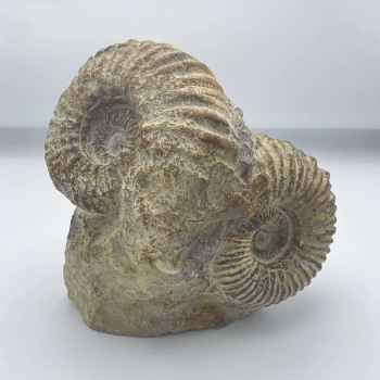 1PC – DOUBLE AGADIR AMMONITES WITH CUT BASE