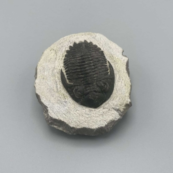 1PC – NATURAL TRILOBITE HOLLARDOPS