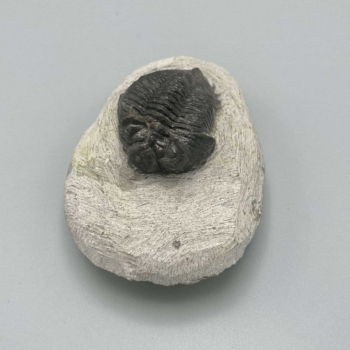 1PC – NATURAL TRILOBITE STROPEJ