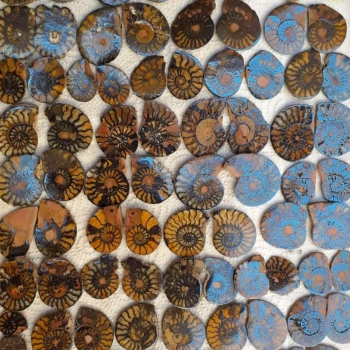 1 Pair – SMALL AMMONITES