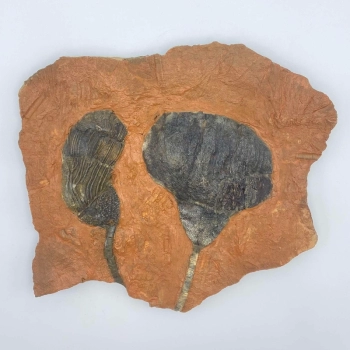 1PC – DOUBLE NATURAL CRINOID FOSSIL ON MATRIX