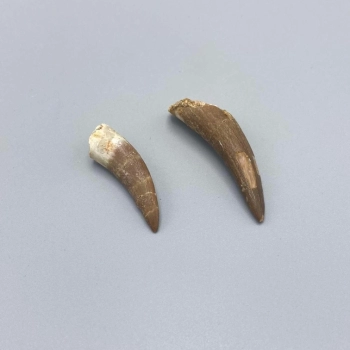 1PC – PLESIOSAUR TOOTH FOSSIL