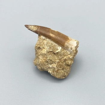 1PC – PLESIOSAUR TOOTH ON MATRIX