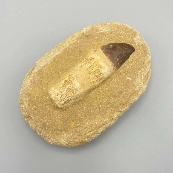 1PC – SINGLE MOSASAUR TOOTH IN MATRIX