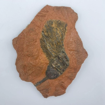 1PC – SINGLE NATURAL CRINOID FOSSIL ON MATRIX