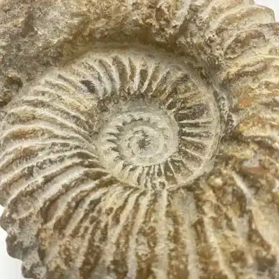 Ammonites