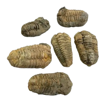 1 to 2″ Calymene (Colpocoryphe) Trilobite