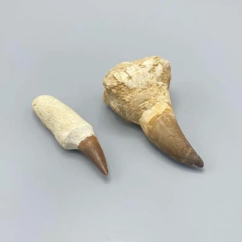 1PC – MOSASAUR TOOTH