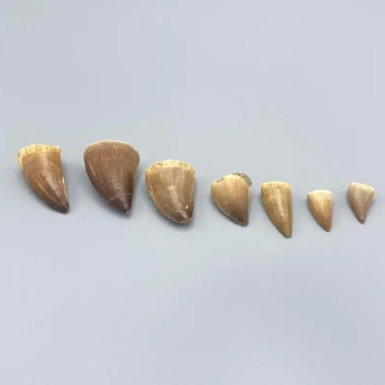 1PC – REAL MOSASAUR TOOTH