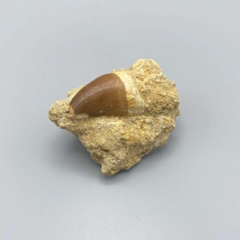 1PC – MOSASAUR TOOTH IN MATRIX