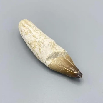 1PC – MOSASAUR TOOTH WITH ROOT