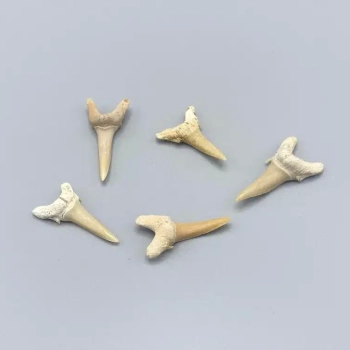 1PC – SAND SHARK TOOTH