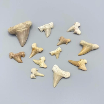 1PC – SHARK TEETH