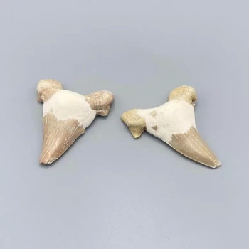 1PC – SHARK TEETH