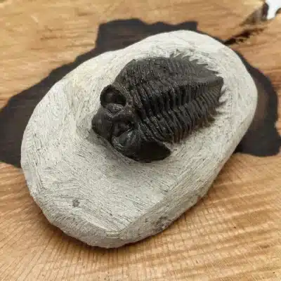 Trilobites