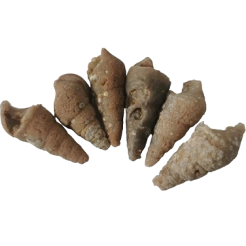 10KG – Agatized Marine Gastropod